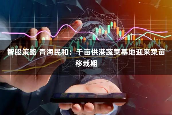 智股策略 青海民和：千亩供港蔬菜基地迎来菜苗移栽期